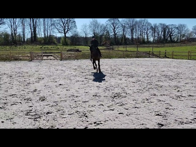 Gelding sBs Belgian Warmblood For sale 2018 Bay