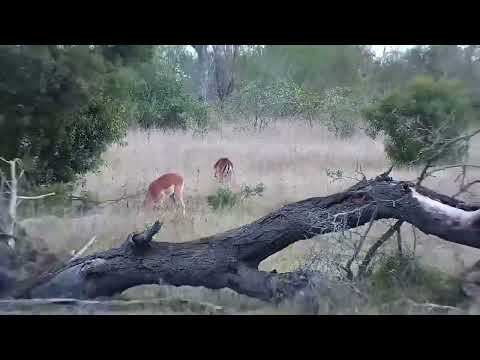 Djuma: Two Impala rams - 16:12 - 07/24/2022