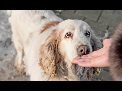 download lagu mp3 mp4 How To Impress A Dog, download lagu How To Impress A Dog gratis, unduh video klip How To Impress A Dog