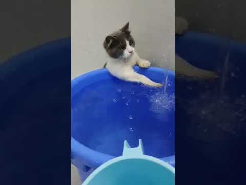 Irish playing with water 🤣 #persiancat