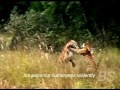 Mating Behaviour Of Tigers Two Tigers Stand And Fight