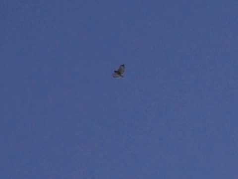 ATAQUE EN EL CIELO -- AGUILAS  SON ATACADAS POR CUERVOS