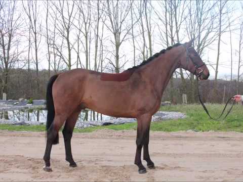 Kaiser H. Wallach von 2015 Kannan x Lord Pezi