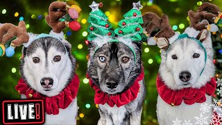 My Dogs Open Gifts LIVE! Over 500 Cards! Annual Christmas Card Exchange