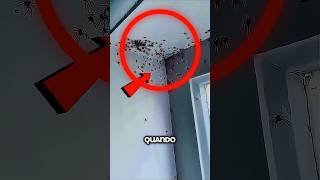 Quando ele voltou de viagem, ele se deparou com milhares de aranhas!