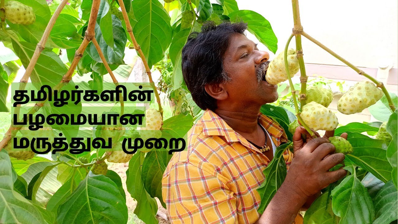 MEDICINE FRUIT NONI JUICE | Tamilan's Hidden Medical History | Noni juice from Noni Fruit
