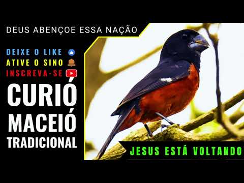 🟢 - CURIÓ MACEIÓ TRADICIONAL CANTO DE OURO