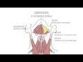 Learn the Anterior Triangle of the Neck—Boundaries, Contents, Surface Landmarks & Exams