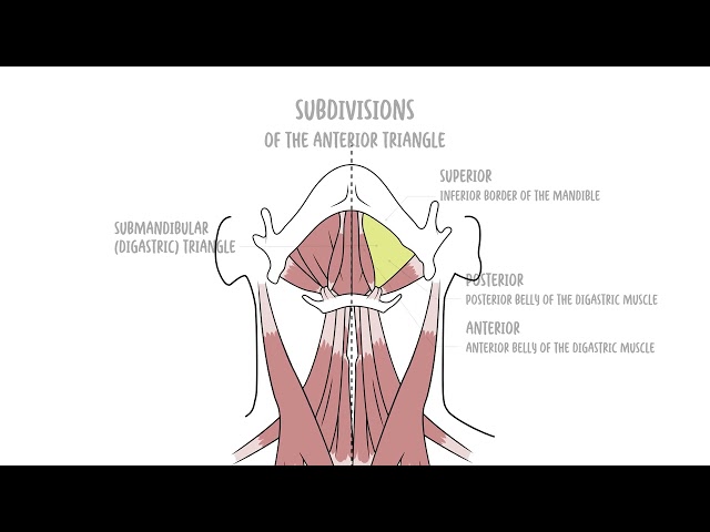 Learn the Anterior Triangle of the Neck—Boundaries, Contents, Surface Landmarks & Exams