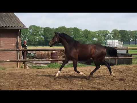 Noor,  Escolar x San Remo x Jazz