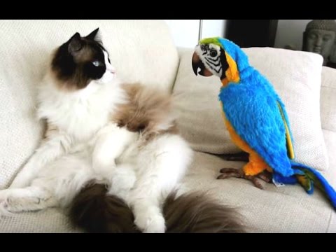 חתולים נגד ציפורים - היריבות הכי מצחיקה בטבע!