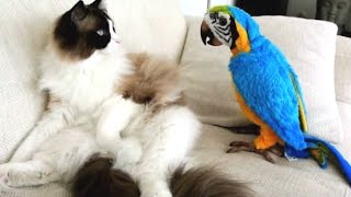 Funny Parrots Annoying Cats Compilation || NEW HD