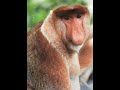 Peixonauta Em O CASO DO MACACO NARIGUDO