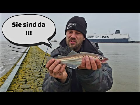Ems fishing for North Sea predatory fish | Whiting excellent food fish
