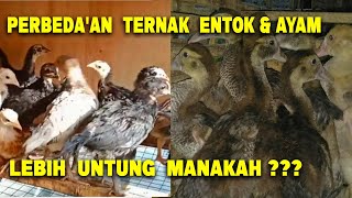 Download lagu Lebih Untung Ternak Ayam Atau Entok??  inilah Perbeda'an ternak ayam dan entok mp3