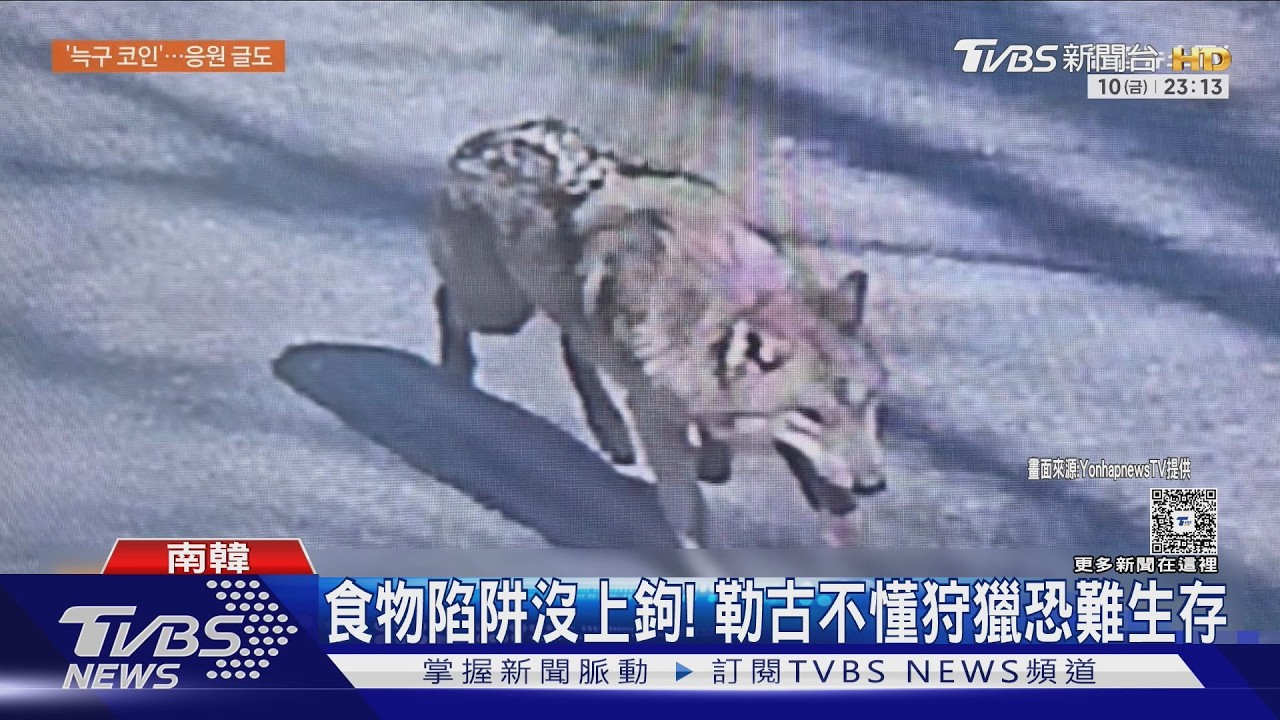 影音／挖洞逃家第7天！韓公狼「勒古」現蹤　警想活捉卻被跑了