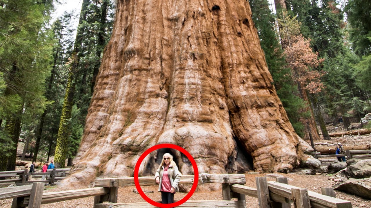 12 Most Ancient and Amazing Forests on Earth!