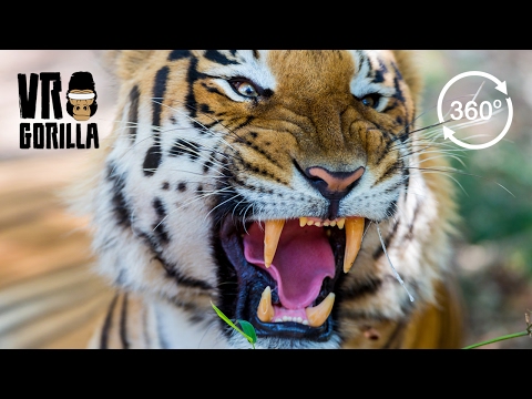 The Eye Of The Tiger VR Experience - 360 Video