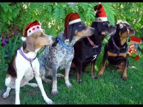 Barking Dogs - Jingle Bells