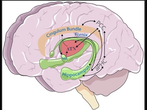 Grey Matter Project: Neurodegenerative Disorders 24-25
