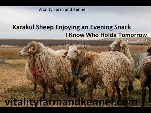 , title : 'Sheep Enjoying an Evening Snack/I Know Who Holds Tomorrow'