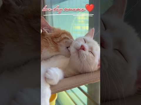 cat romance❤💏🌹 |cat love ❤#funny #cat #cats #catlover #shorts
