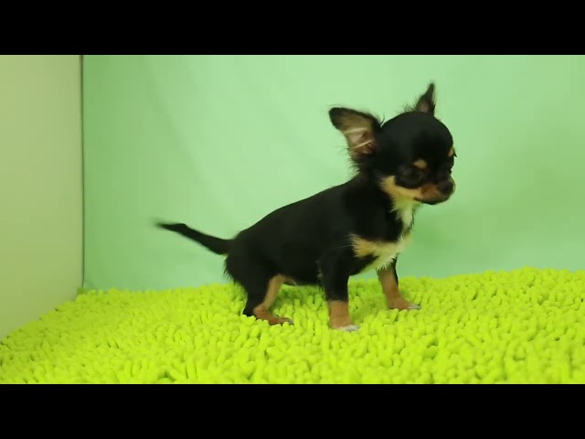 ブリーダー/ショップマロニエケンネル MARRONNIER KENNELのチワワ・ロングコートで番号が3046です