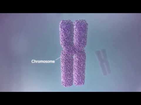 3 The Inside Story of Cannabidiol What are the Benefits of CBD legendado