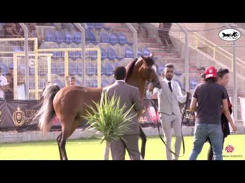 N 150 BELLO MAGNIFICO   Manda Arabian Horse Show   Colts 3 Years Old Class 16
