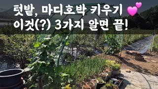텃밭, 마디호박 키우기 