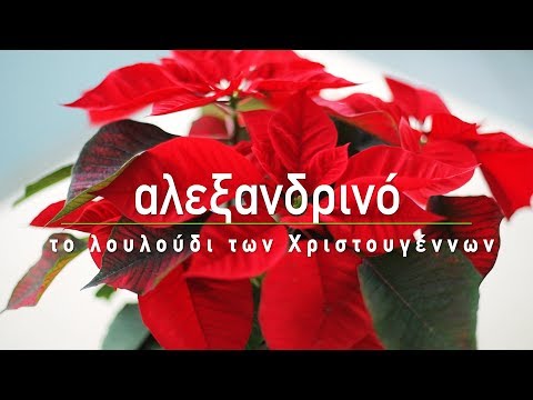 , title : '🌺 Αλεξανδρινό, το λουλούδι των Χριστουγέννων - Τα Μυστικά του Κήπου'