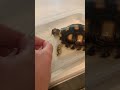 Tortoise Enjoying a Chin Rub #funnypets #funnypetvideos