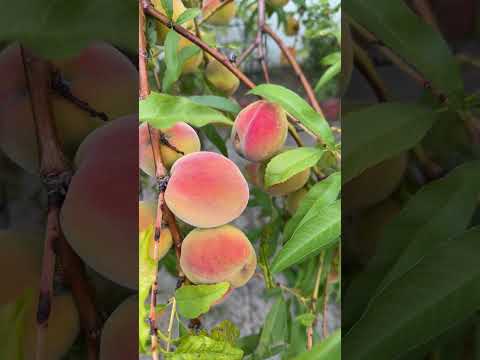 Beautiful Homegrown peaches 🍑 #delicious #peaches #satisfyingvideos s
