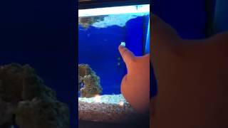 videos de risa  el pez sigue al dedo