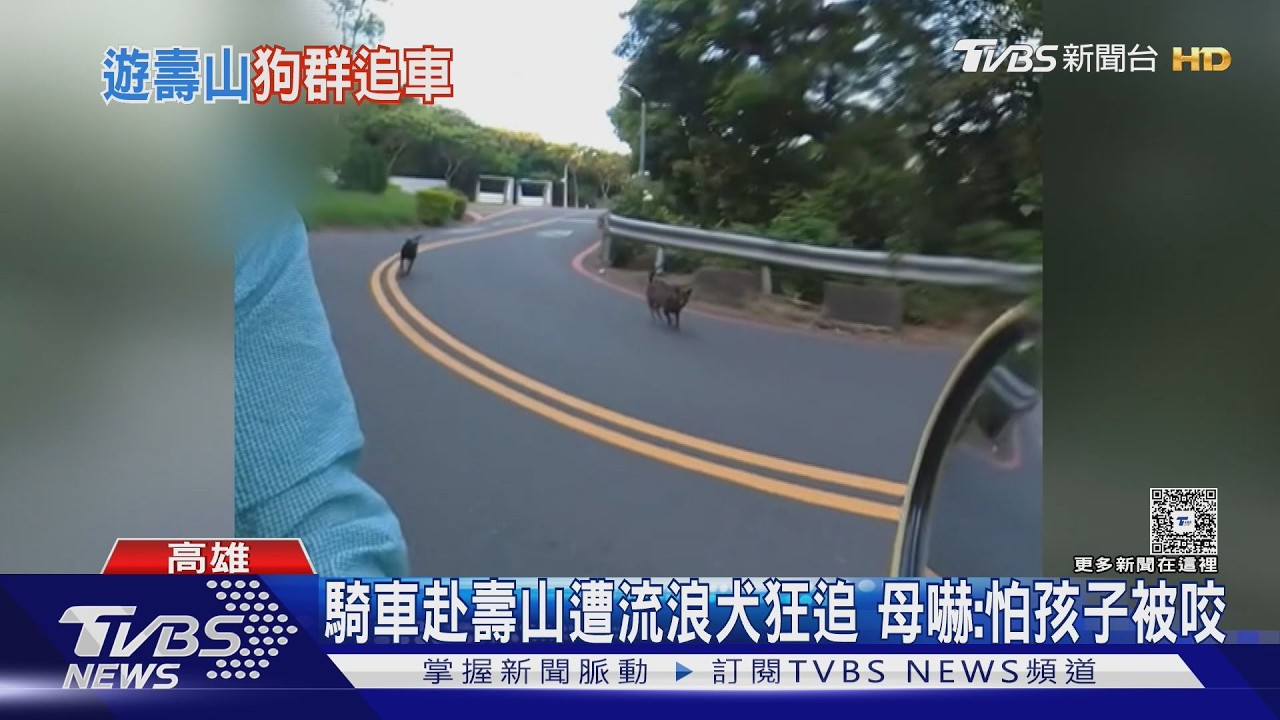 影音/壽山驚見8流浪犬猛追騎士 母嚇壞喊叫嚇阻 浪浪來源曝