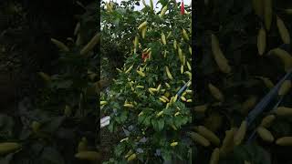 Download lagu cabe rawit brenggos 99 cap kelud mp3