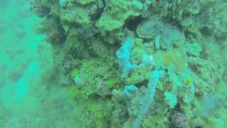 preview picture of video 'Scuba Diving Portobelo'