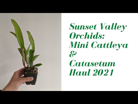 Sunset Valley Orchids | Mini Cattleya & Catasetum Haul for my Grow Lights - 1st Orchid Haul of 2021