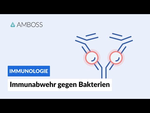 Immune defense against bacteria -- Immunology -- AMBOSS Video