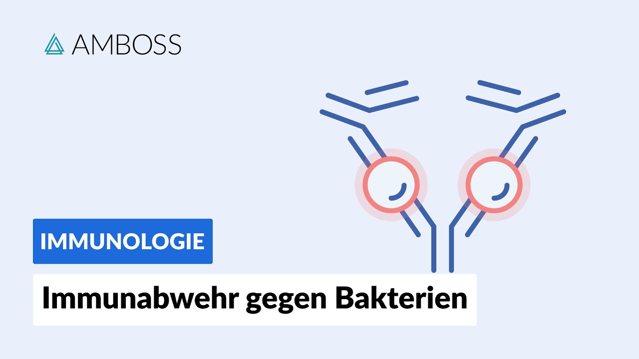 Immunabwehr gegen Bakterien -- Immunologie -- AMBOSS Video