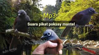 Download lagu Suara pikat poksay mantel.... 👍 mp3 Download lagu Suara pikat poksay mantel.... 👍 mp3