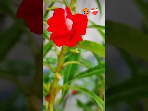 #flower