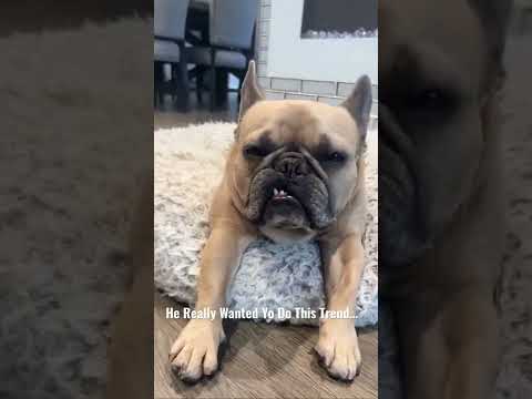 Trendy Dog #youtubeshorts #frenchielife #kesha