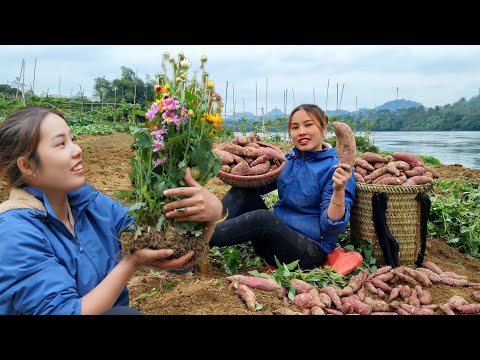 Duong grows flowers and trees - harvests sweet potatoes to sell at the market - a bountiful season