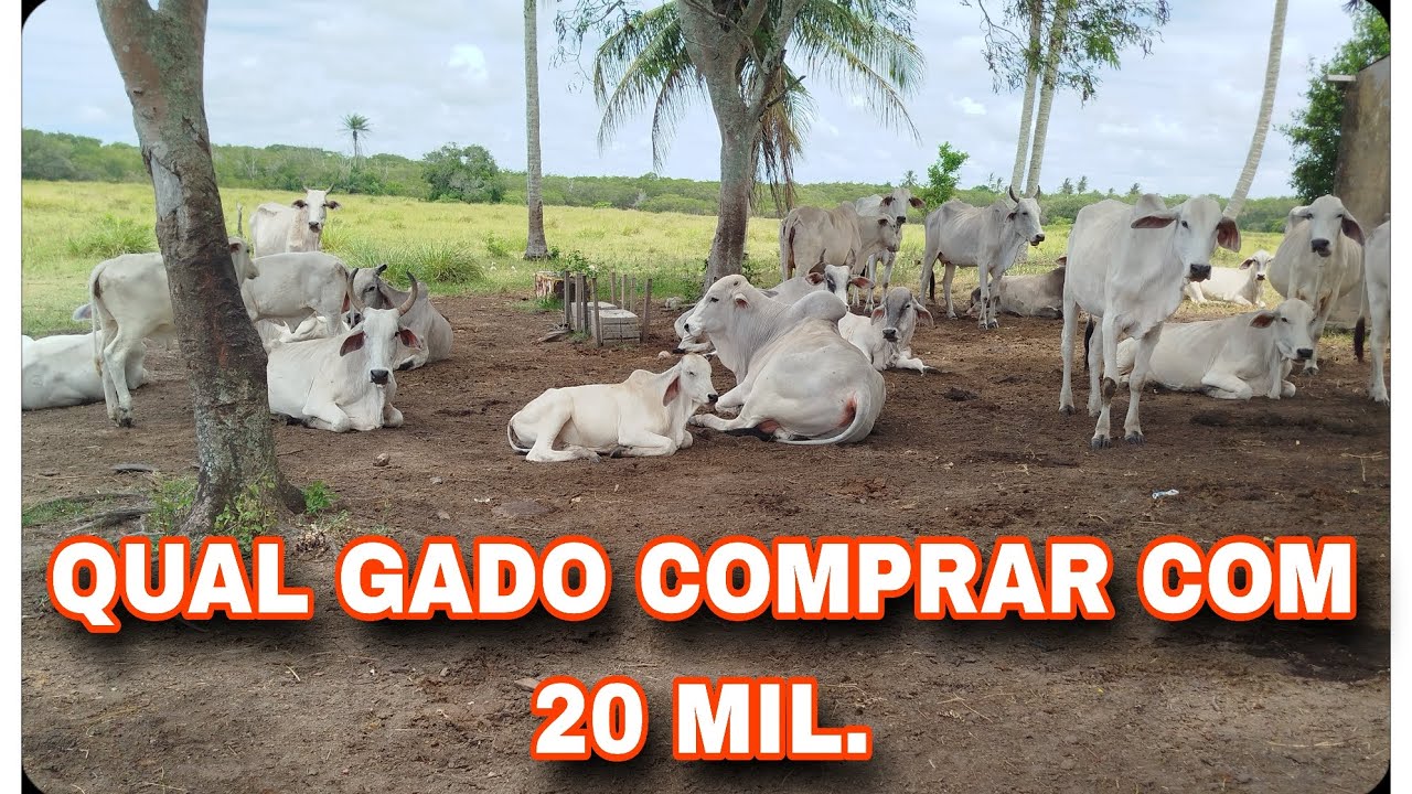 20 MIL NO GADO CERTO E 9 MIL DE LUCRO COM 180 DIAS🤜🤛