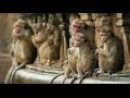Disneynature's Monkey Kingdom - Official Trailer ...