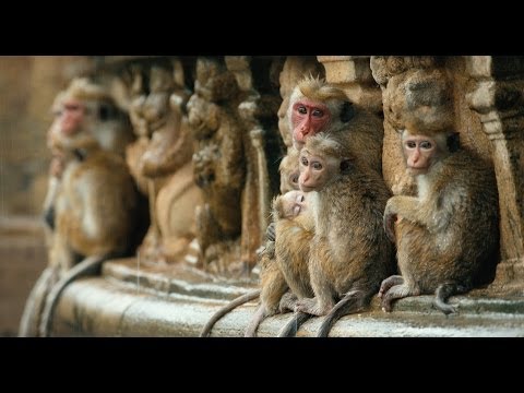 Monkey Kingdom (Teaser)