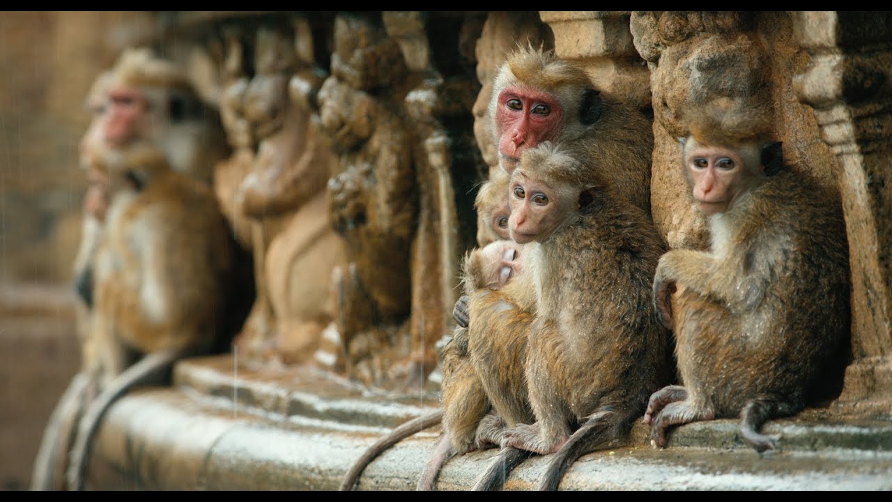 Monkey Kingdom