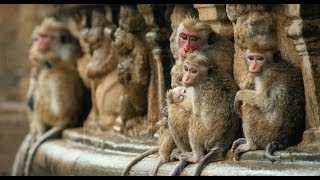 Monkey Kingdom Film Trailer