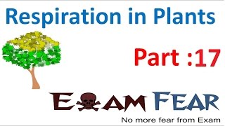 Biology Respiration in Plants part 17 (Fermentation : alcohol, lactic acid) CBSE class 11 XI